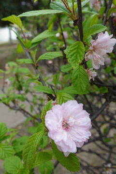 粉色桃花