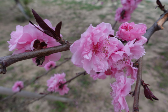 粉色桃花特写