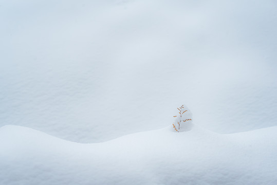 雪中枯草