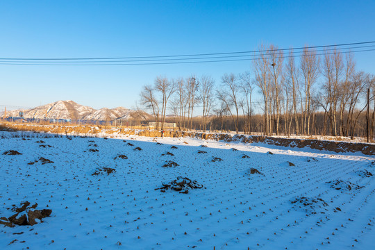 阳光洒在雪后的农田上