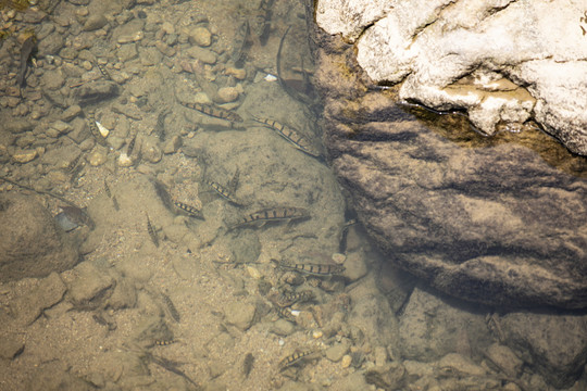 生态野生溪鱼石斑鱼
