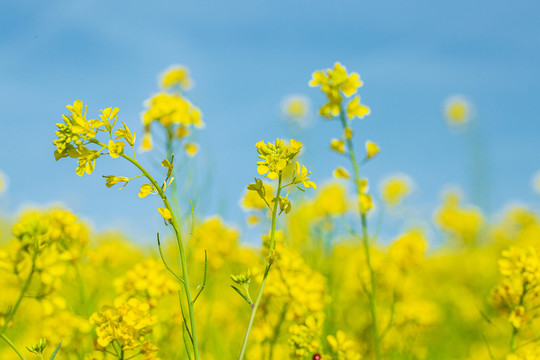 油菜花