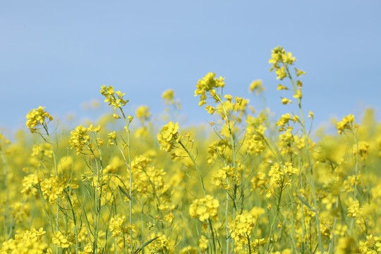 油菜花