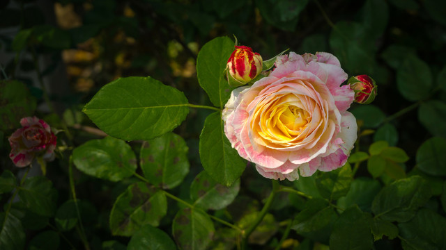 花卉特写