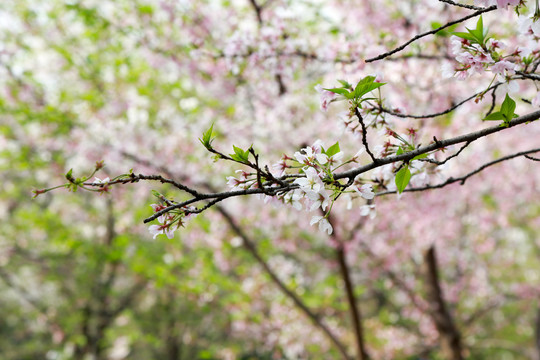 樱花