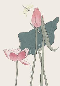 荷花蜻蜓蓮花