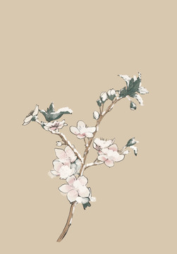 雪中梅花寒梅