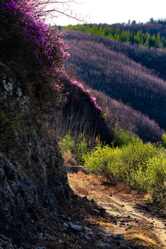 兴安杜鹃达子香山花烂漫春天