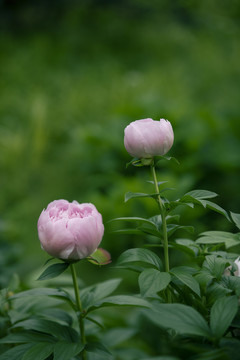 粉色芍药