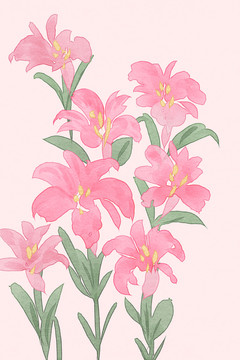 手繪百合粉色百合花