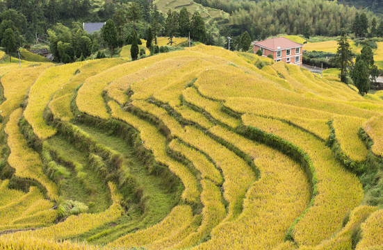 农村金色稻田梯田