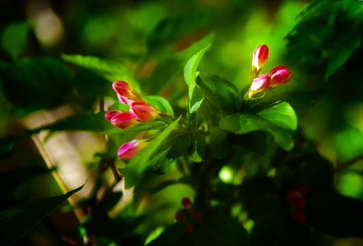 锦带花