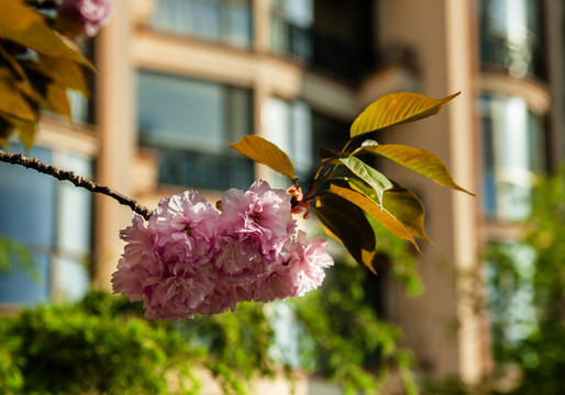 樱花园景色