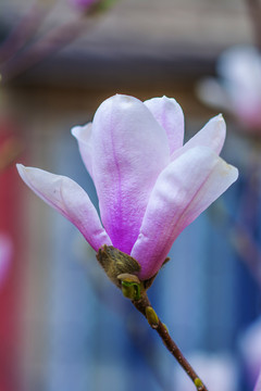 树枝上一朵盛开的粉玉兰花