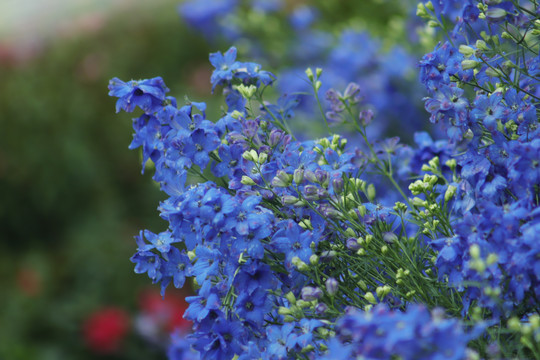 高翠雀花