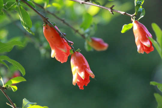 石榴花