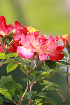 月季花