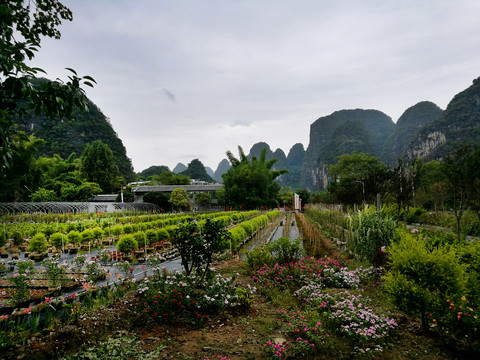 花卉种植基地