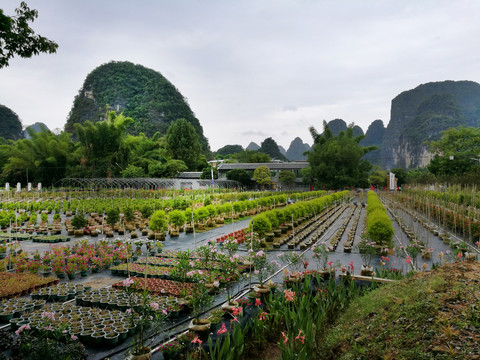 花卉种植基地