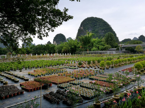 花卉种植基地