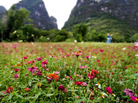 山脚花田