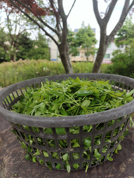 鸭掌菜树参竖图