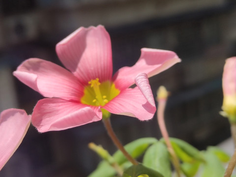 酢浆草花朵花瓣特写