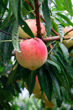 桃子果树