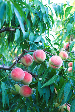 桃子果树