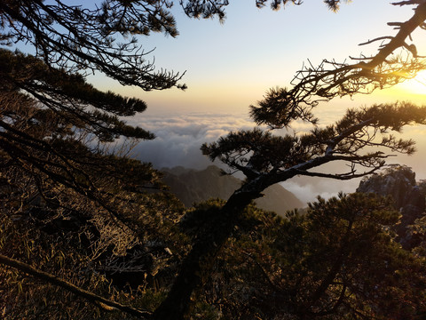 黄山松