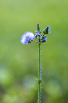 野茼蒿