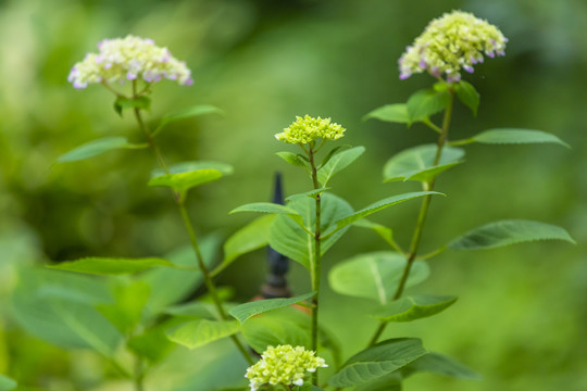 绣球花