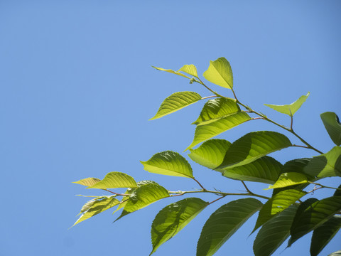 藍天綠葉
