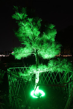 绿灯松树