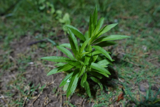 小蓬草