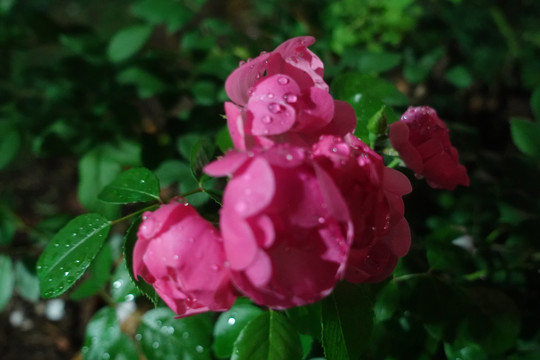 露水月季
