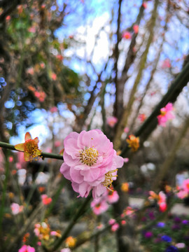 青秀山樱花