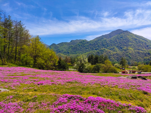 红池坝芝樱花