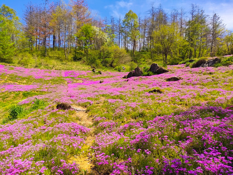 红池坝芝樱花