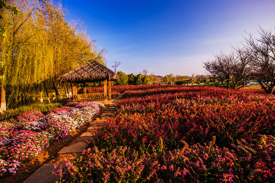 园林景观花卉