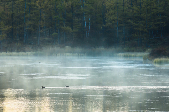清晨湖泊森林野鸭