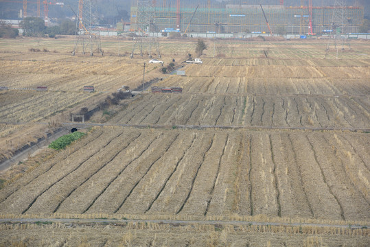 稻田