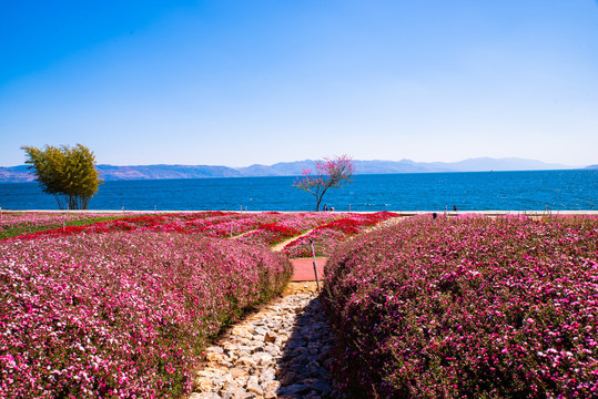 云南澄江抚海湾花田