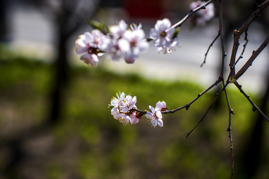 桃花春色