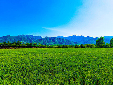 秦岭山脉与绿色麦田杏树园