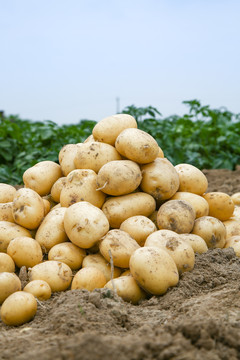新鲜大土豆