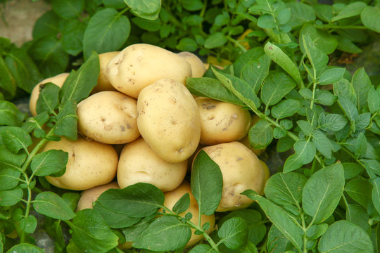 黄皮大土豆