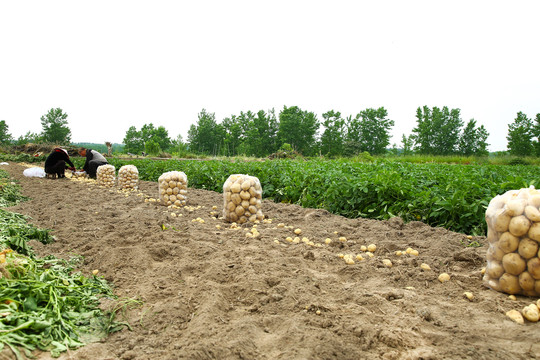 土豆产地