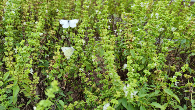 蝶恋花