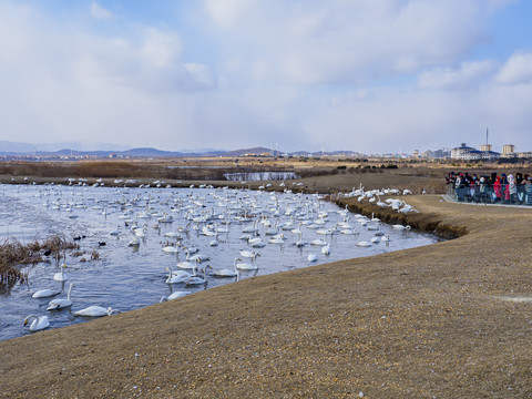 荣城天鹅湖生态旅游区